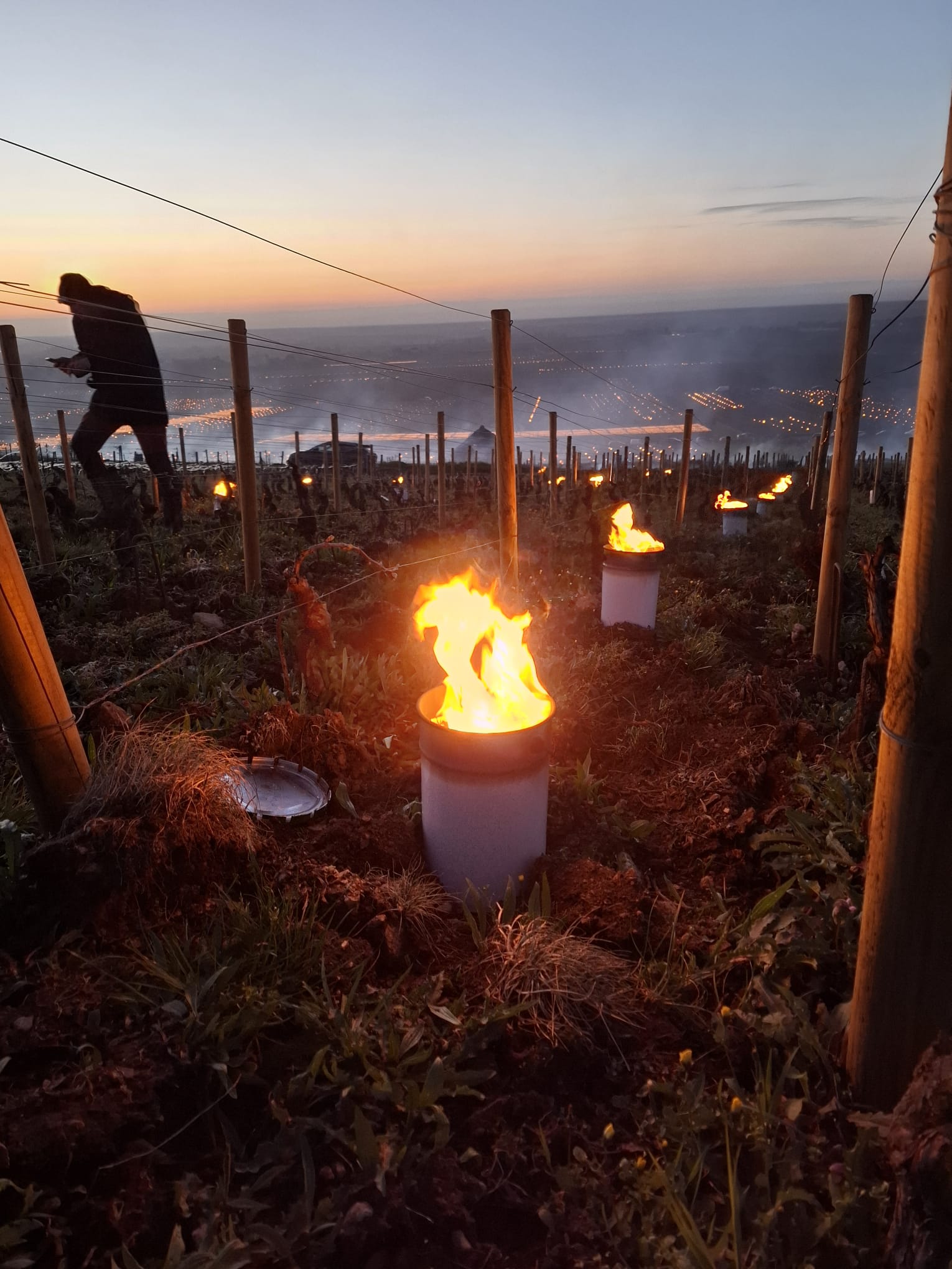 Bougies dans les vignes