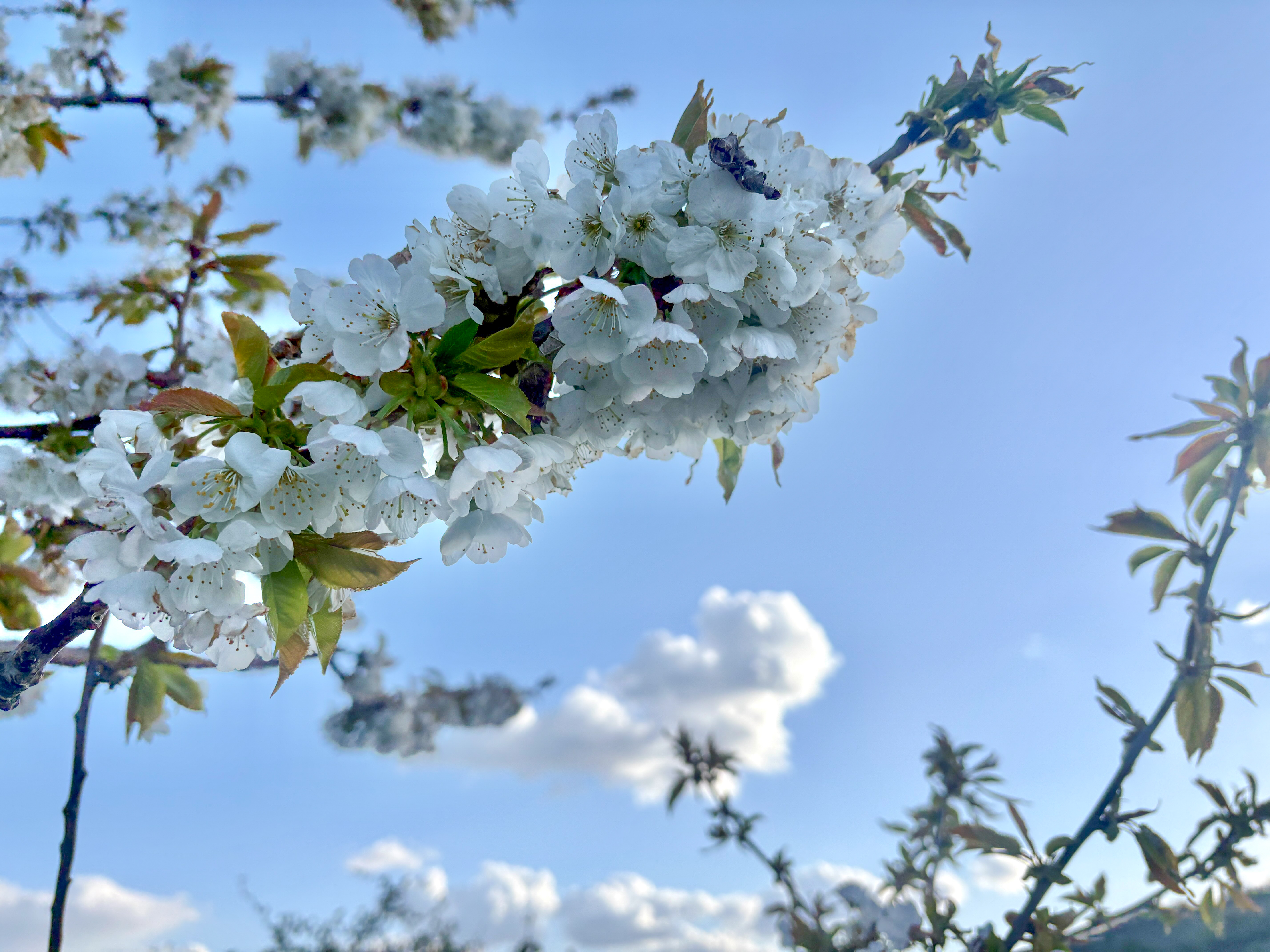 Retour &agrave; la vie de la vigne