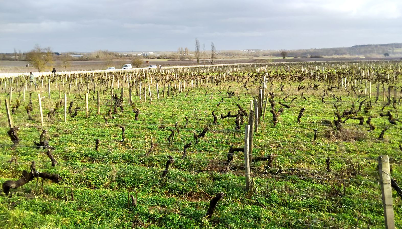 Domaine de la Vougeraie