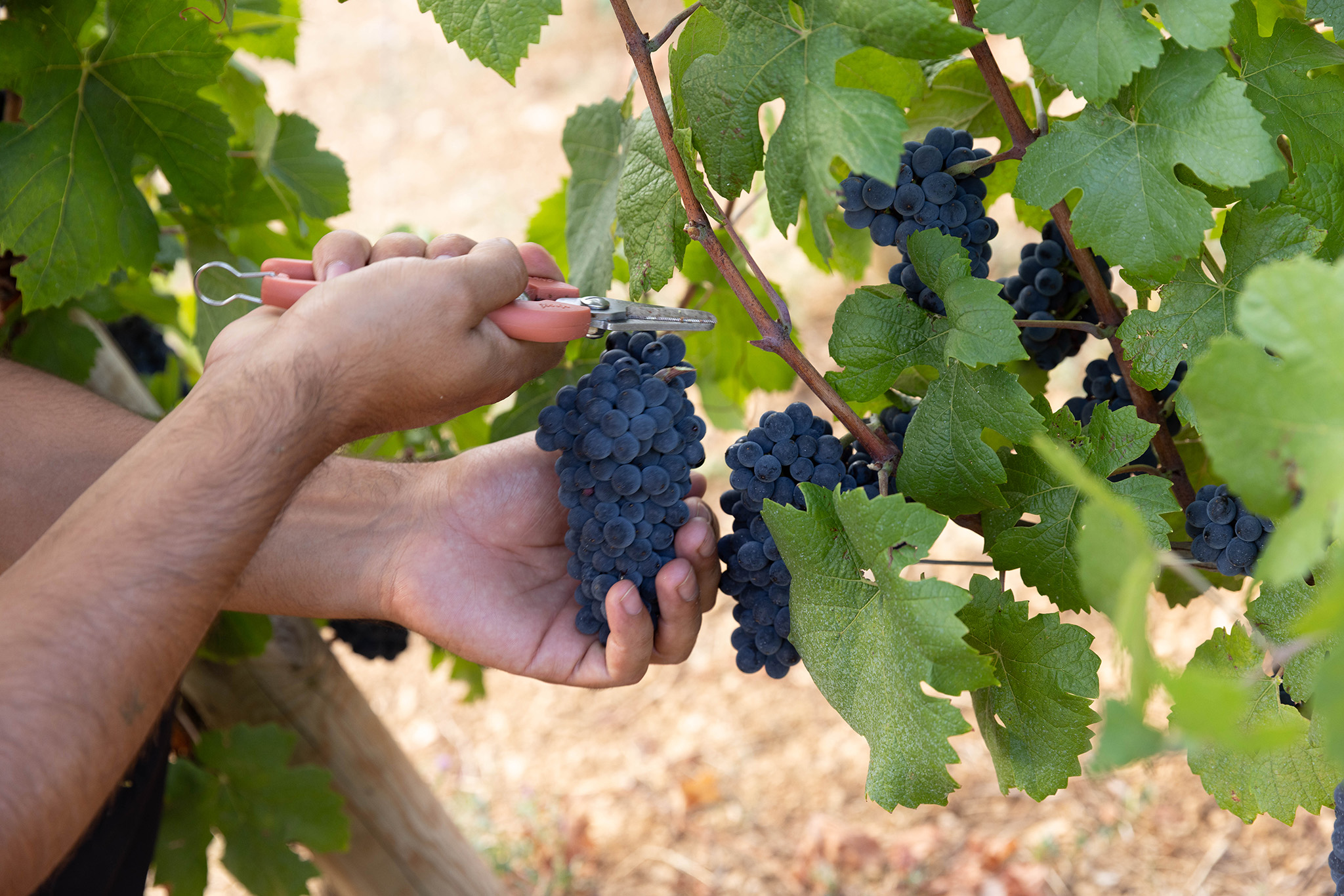 Vendanges aux Damodes