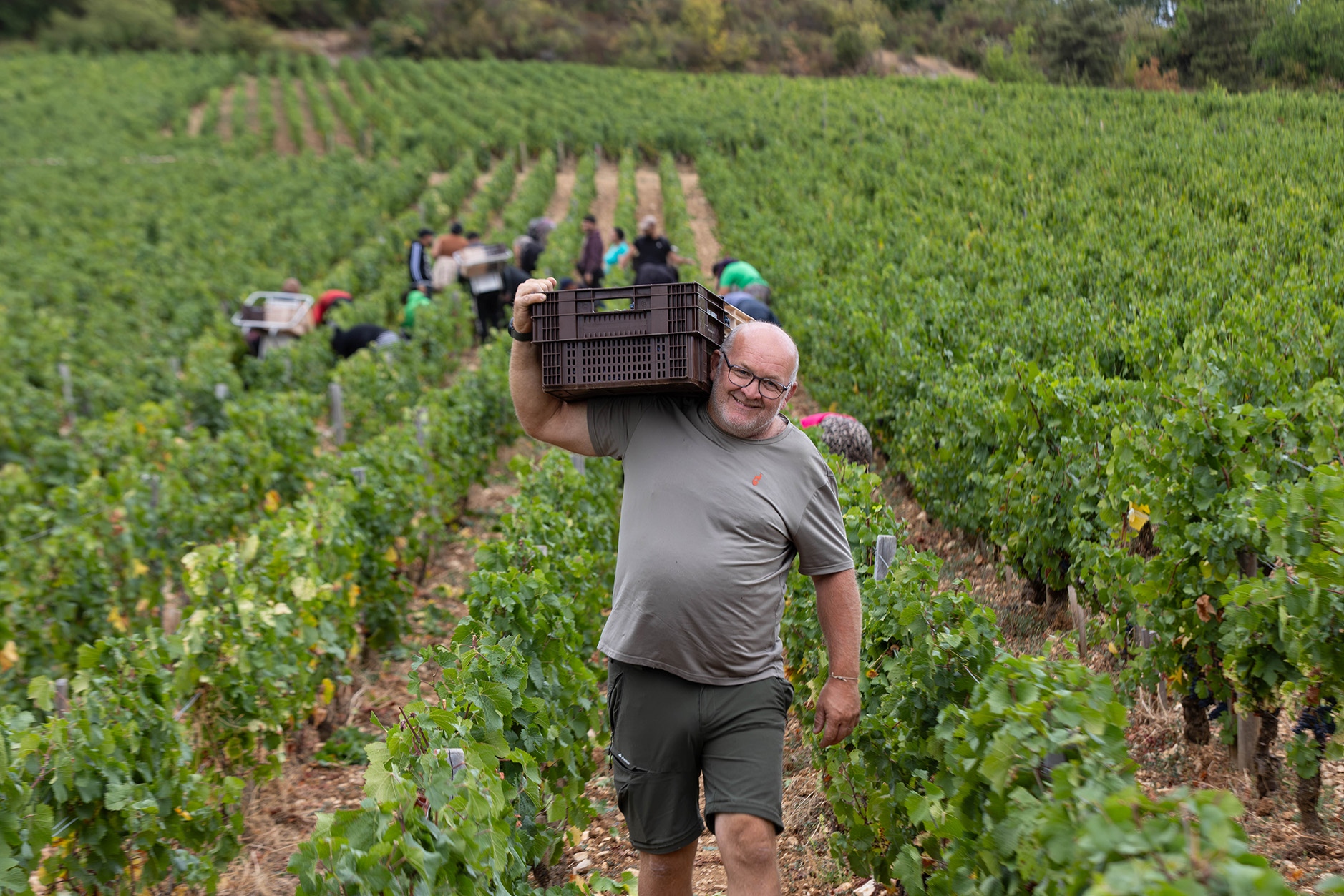 Vendanges &agrave; Musigny