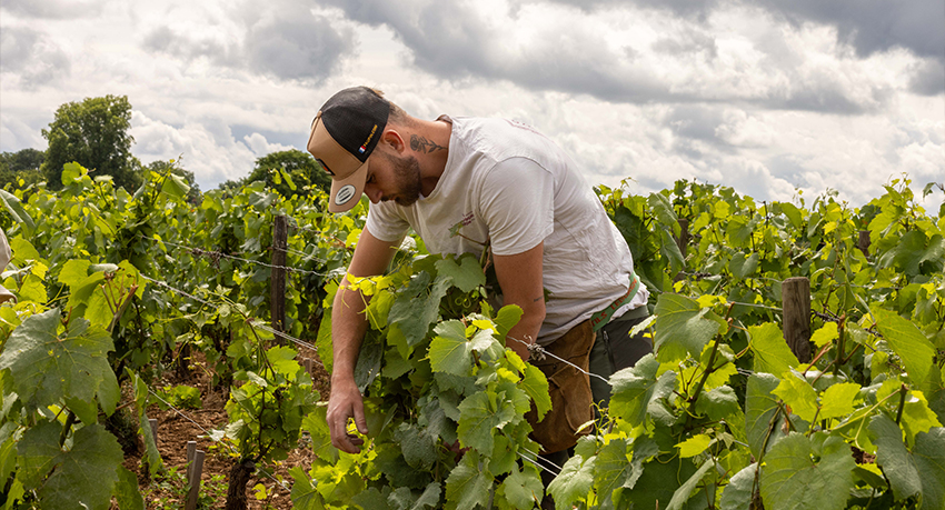 Relevage dans le Clos Blanc de Vougeot le 10 juin