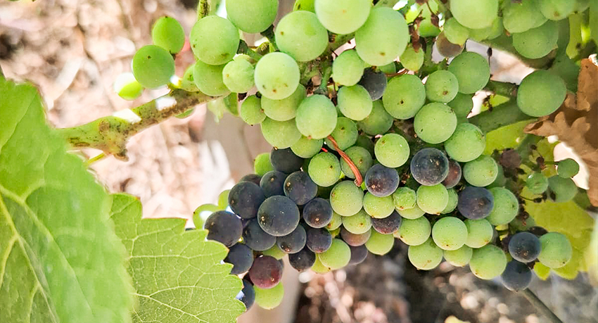 Travaux dans les vignes du Domaine de la Vougeraie